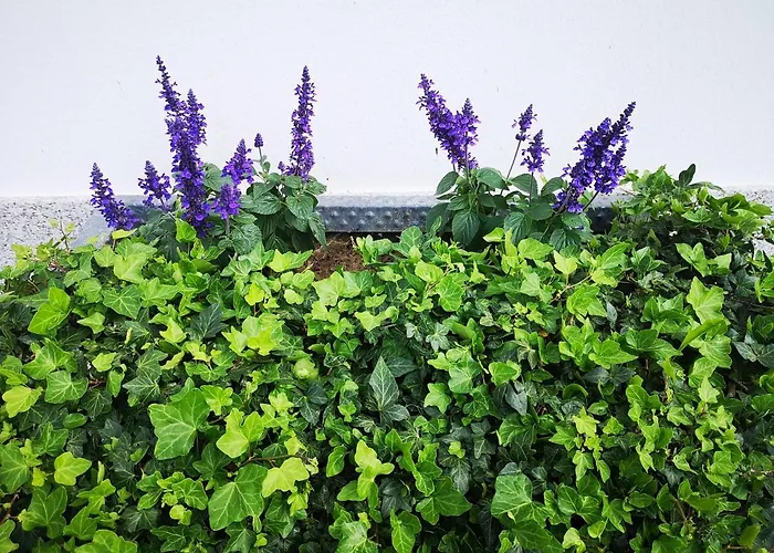 - El Escairo Tatil Evi *